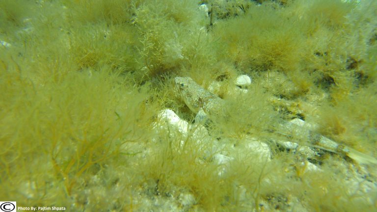 DCIM101GOPROG0168626.