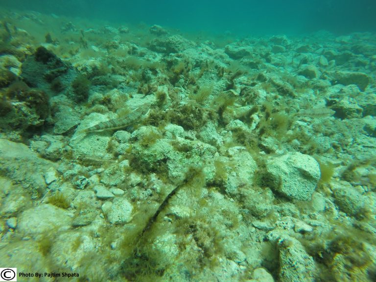 DCIM101GOPROGOPR8593.