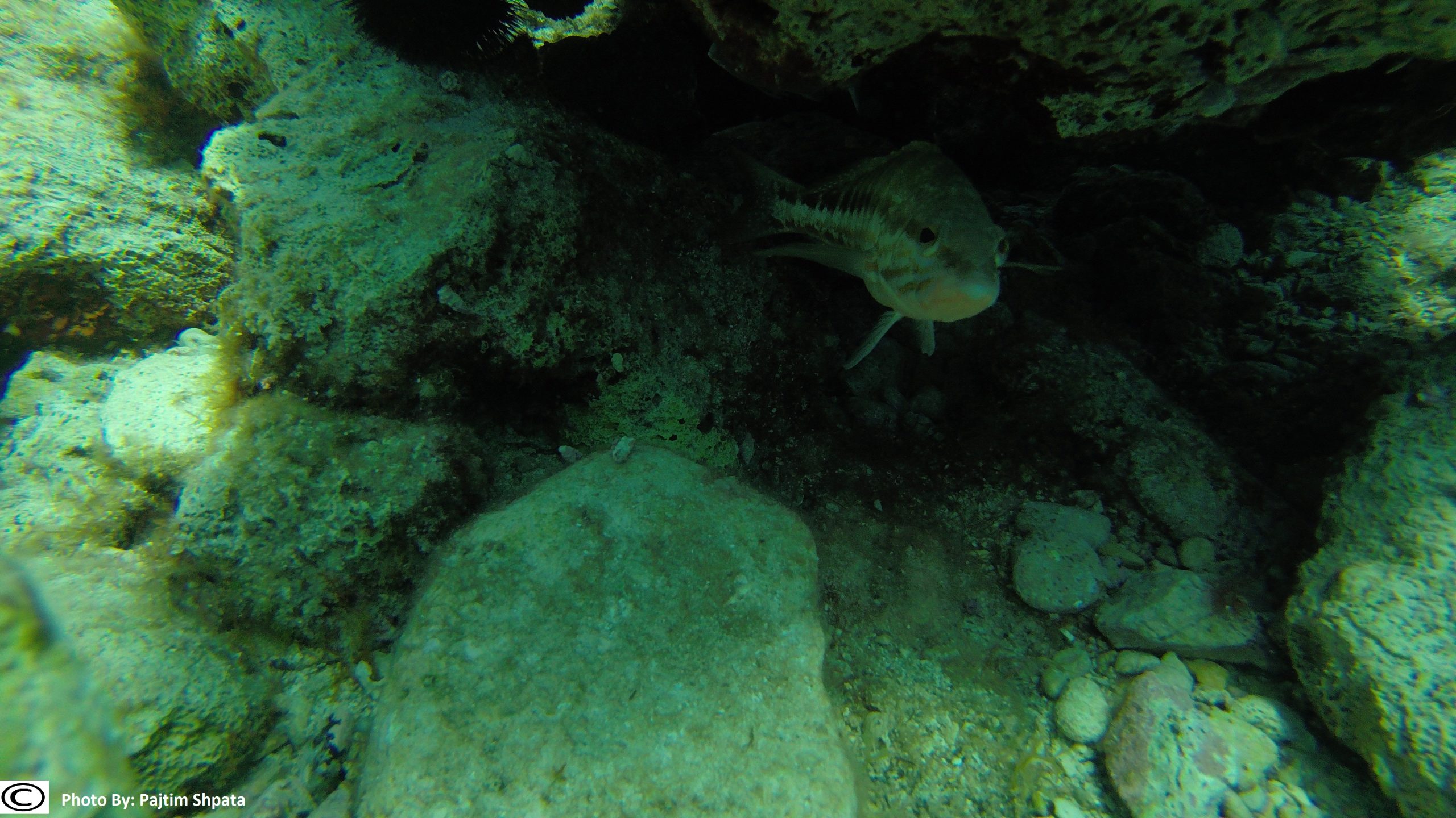 DCIM101GOPROG0168617.