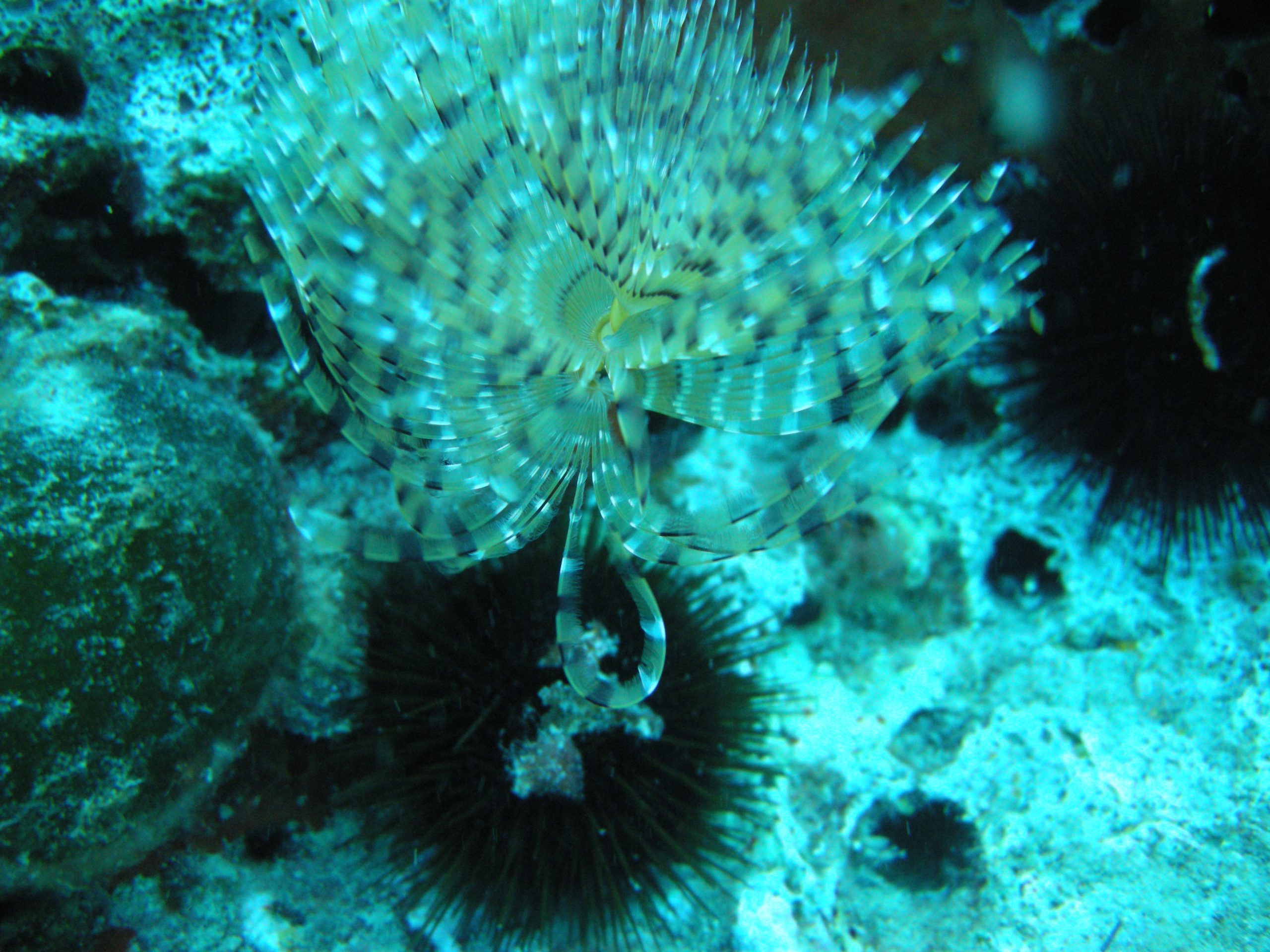 2 the crown of Sabella spalanzanii