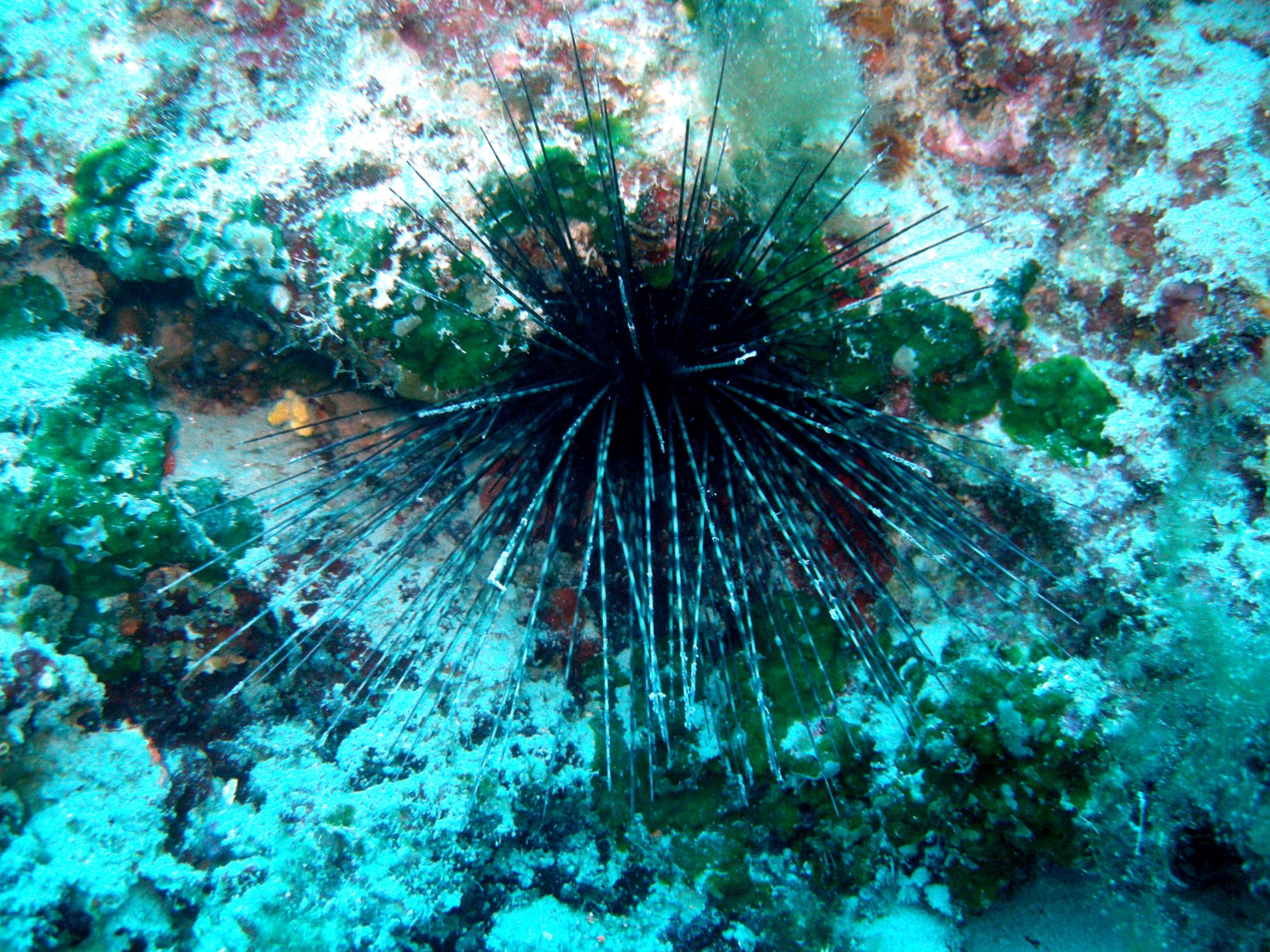 2 the sea urchin Centrostephanus longispinus