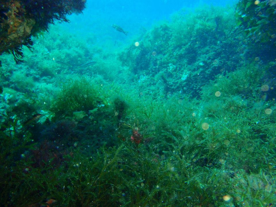 Cystoseira nodosa meadow