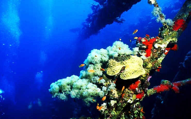 A diversity of animals at a shipreck