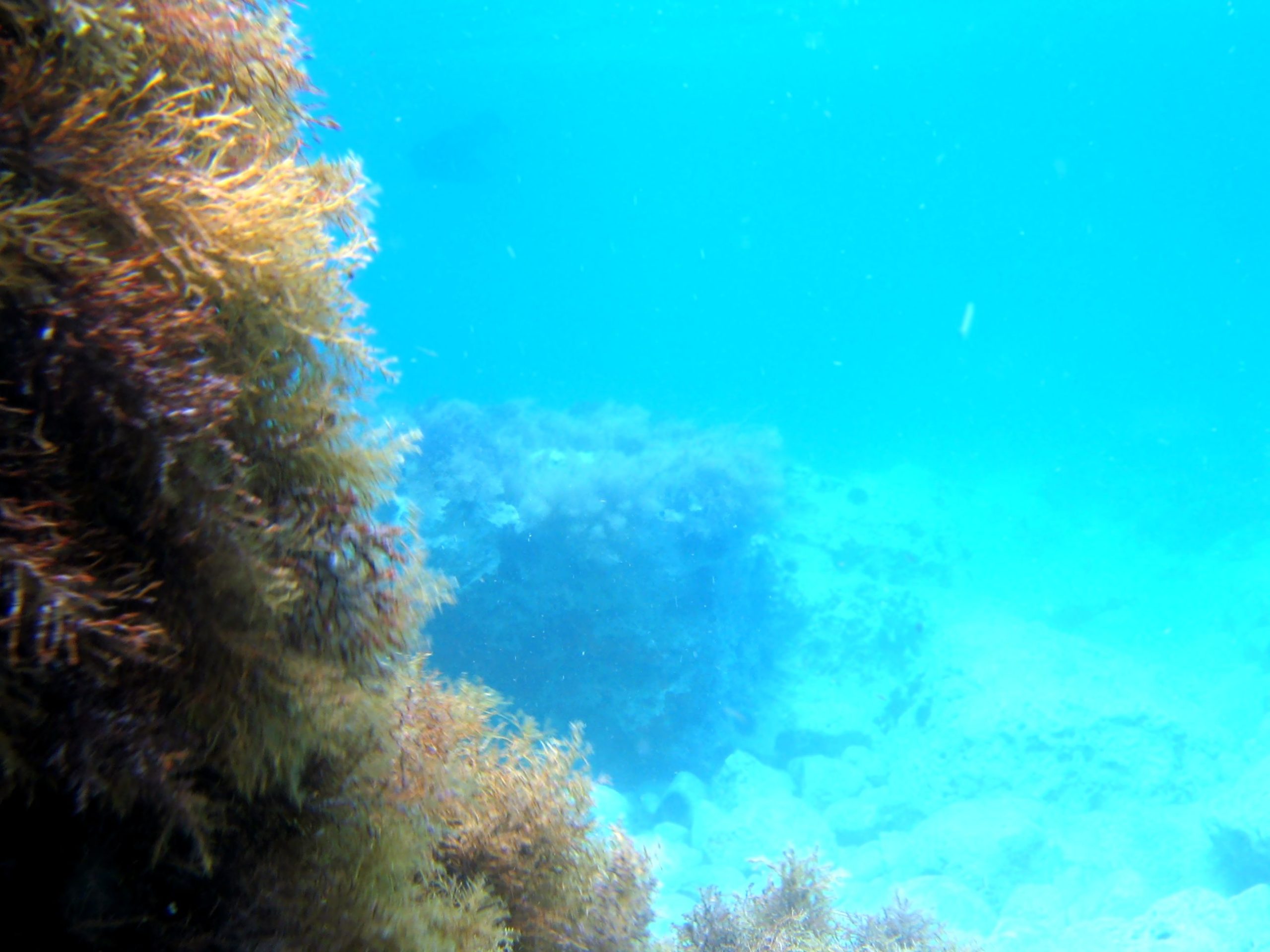 Brown algae seascape