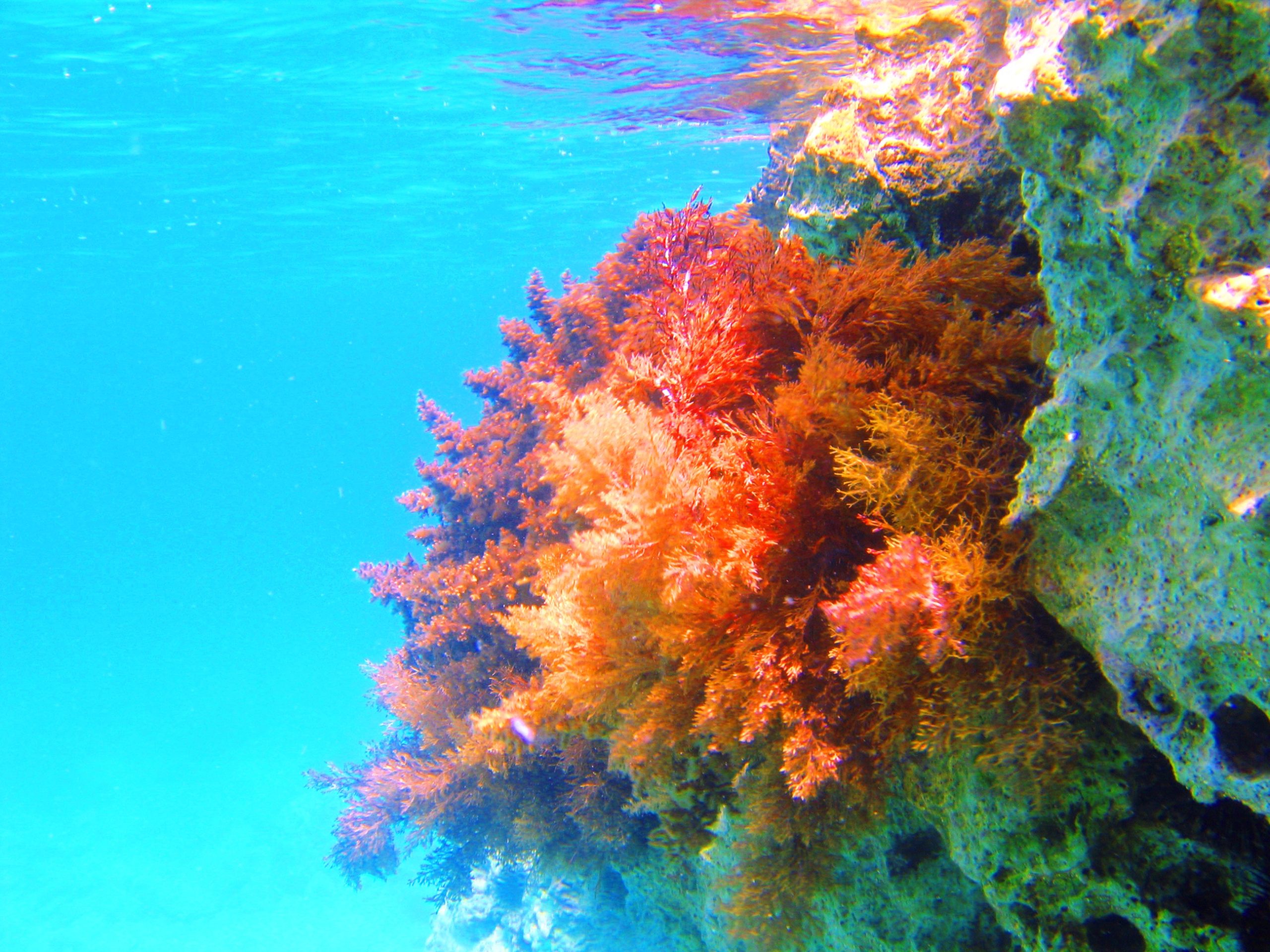 Red and brown algaes in few meters underwater
