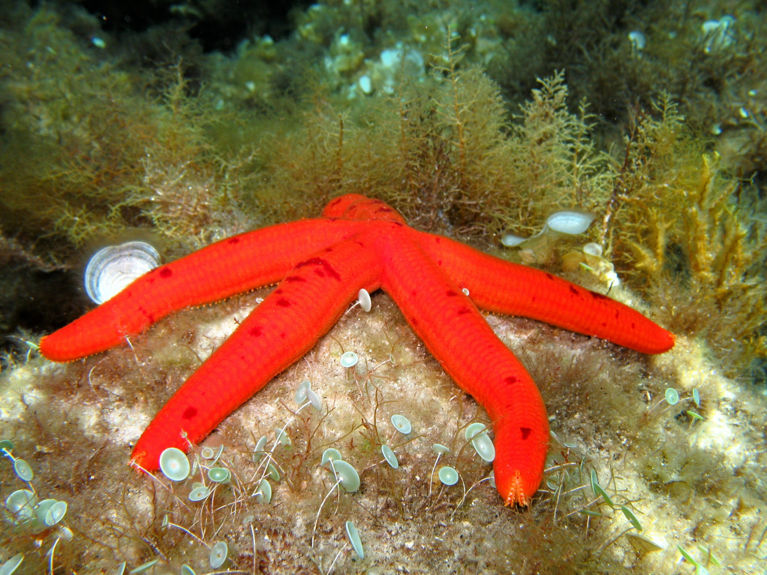 The sea star Ophidiaster ophidianus on a rock